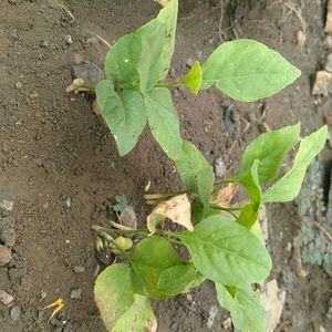 A Passion Fruit Plant ☘️