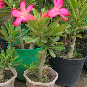 Adenium