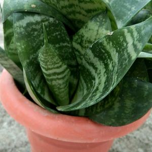 Snake Plant with pot