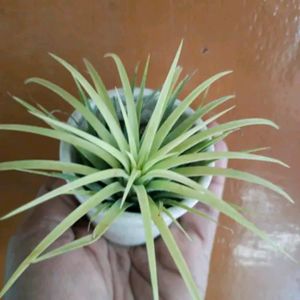 Combo Air Plant Pack Of 2 Tillandsia Decorative Pl