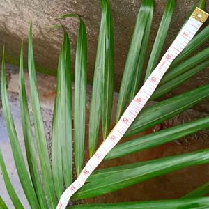 Areca Palm Plant