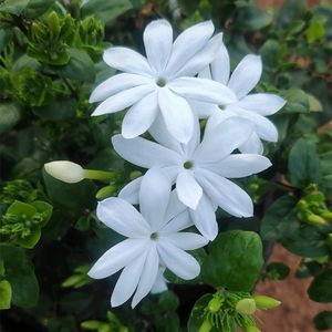 Juhi Jasmine Flowering Plant