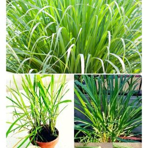 Original Lemon Grass