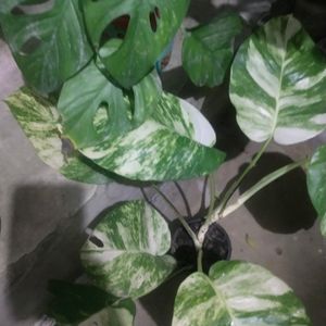 Combo 2  Big Leaf Phothos Mony Plant + Monestera