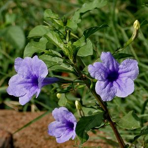 Ruellia Tuberosa