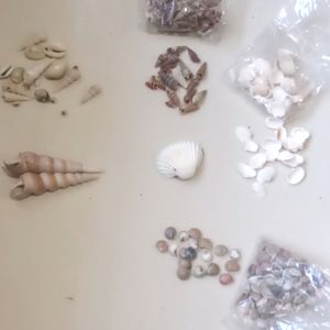 Sea Shells And Accessories