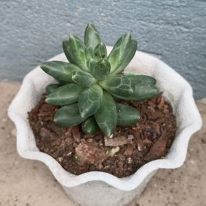 Little Jewel Succulent