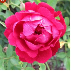 Desi Red Rose Stem