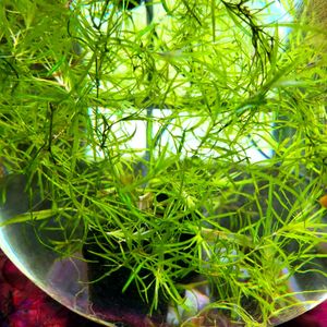 Aquarium Plants - Crypts