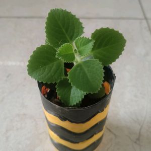 Ajwain (Organo)Plant With Pot