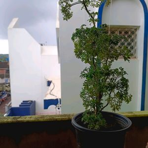 Aralia Bonsai Plant Well Rooted