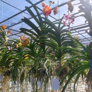 PREMIUM VANDA Orchid Plant