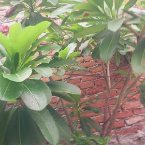 Plumeria Plants cutting And Hibiscus Cuttin