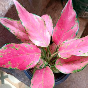 Algonema Pink Varitey