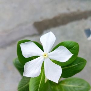 White Sadasuhagan(Vinca)