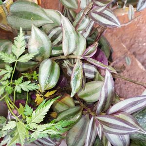 Wandering Jew