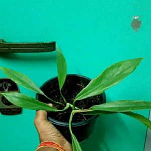 Philodendron Pluto