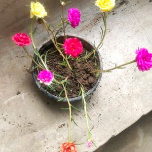 Portulaca 9 To 5 Office Time Flower Plant 6 Color