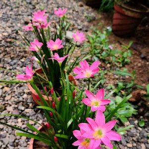 Rainy Lily 🌱🌷🌷🌷🌸🌺💐