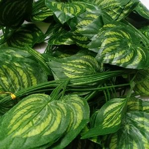 Money Plant🌱 Leaf 🍃🍀 10 Pcs