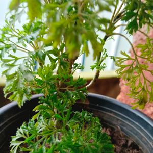 Aralia Bonsai Plant Well Rooted