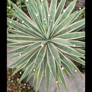 Agave Angustifolia