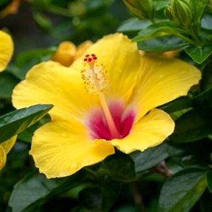 Yellow Hibiscus Plant Cutting (Plane Yello)