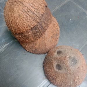 10 Coconut Shell