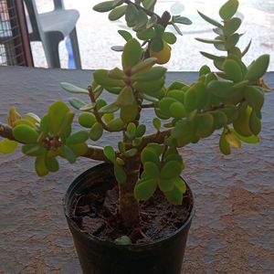 BONSAI JADE PLANTS OR GOOD LUCK PLANT