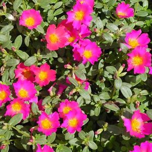 Pink Portulaca Flower Plants With Roots