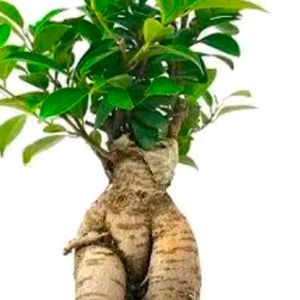 Beautiful Bonsai Ficus Plant With Root