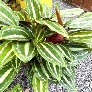 Healthy Rooted Calathea