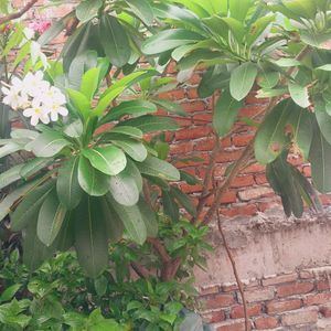 Live Champa Plumeria Plant