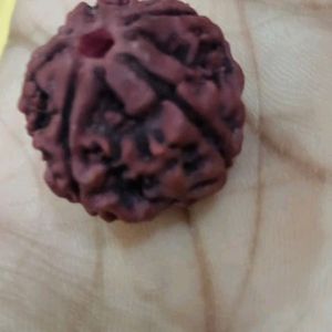 Panchmukhi - Rudraksha With Gifted.