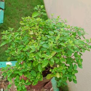 Tulsi Rooted Plant