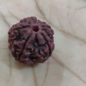 Panchmukhi - Rudraksha With Gifted.