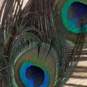 Peacock feathers