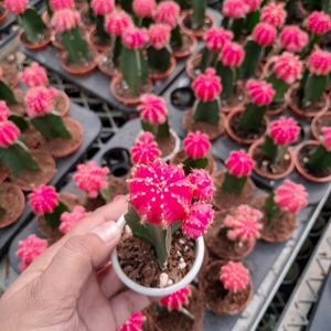 Moon Cactus Pink Rani Live Plant