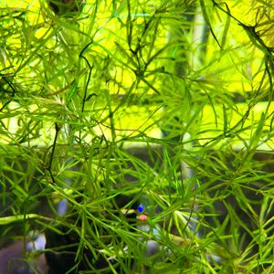 Aquarium Plant