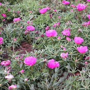 Dark Pink Portulaca Flower Plants With Roots