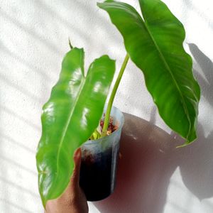 Philodendron Well Rooted Plant