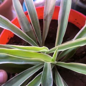 Spider Plant