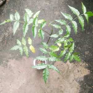 Healthy Neem Plant With Root