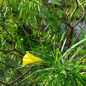 Yellow Karabi Baby Plant