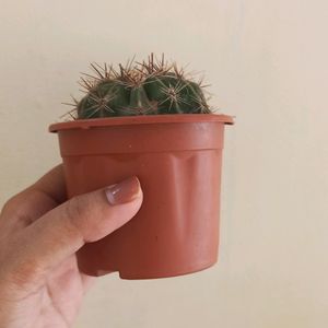 Cactus Plant With Brown Pot N Soil