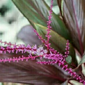 Cordyline Roots plant 🌵 & Pot