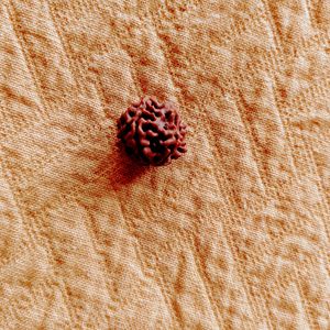 💯 RUDRAKSHA BEAD 5 mukhi