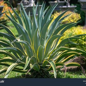 2 Combo Beby Agave Plant Sale