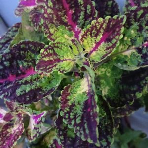 Coleus Combo