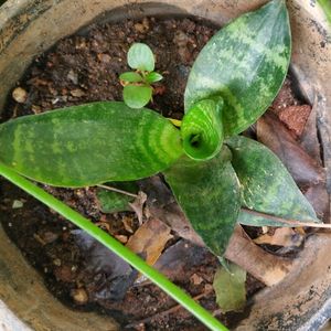 Dwarf Snake Plant (Sansevieria Hahnii) | Rounded S